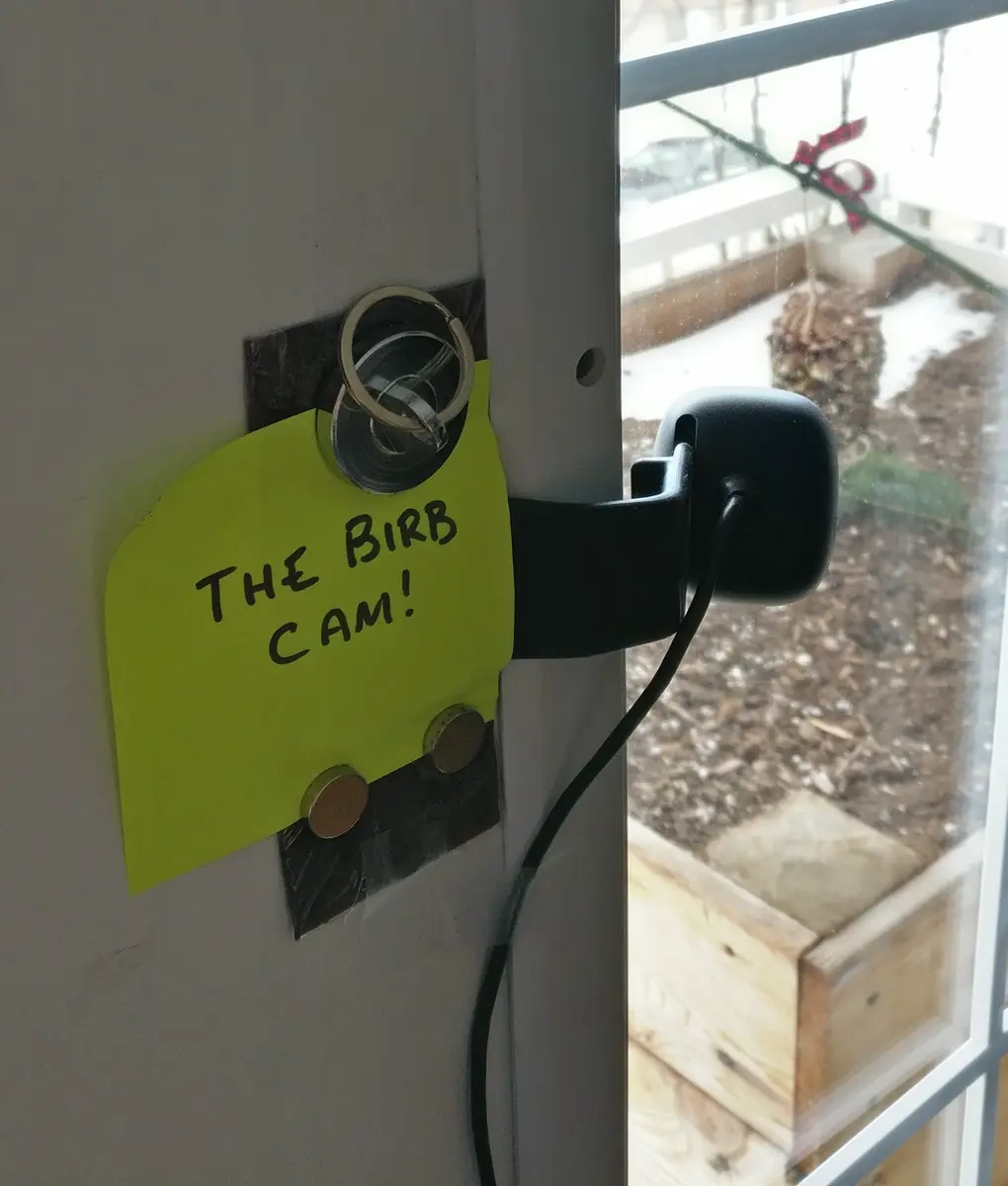 The actual Birb Cam