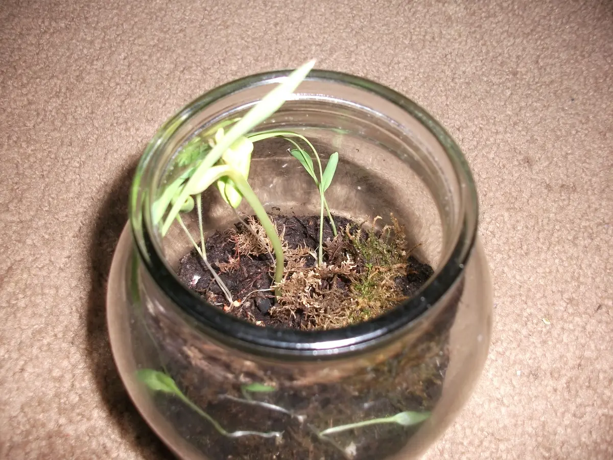 The terrarium